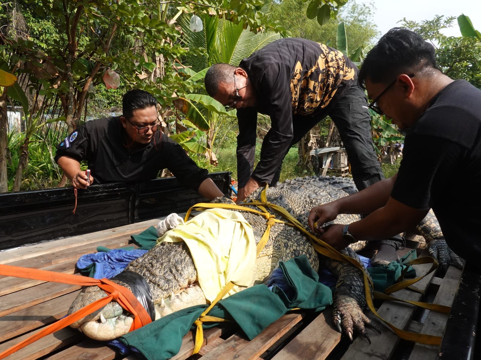 Buaya yang dievakuasi Balai PK Pontianak di Jelu Air Sambas.