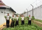 Kangkung budidaya Warga Binaan Rutan Sambas sedang dipanen.
