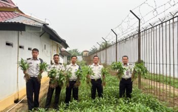 Kangkung budidaya Warga Binaan Rutan Sambas sedang dipanen.