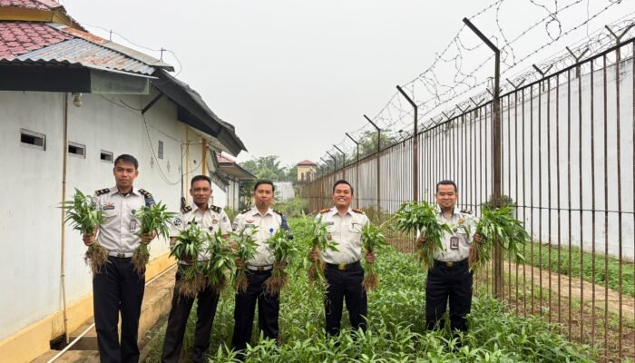 Masuk Masa Panen, Kangkung Budidaya Warga Binaan Rutan Sambas Tumbuh Subur