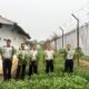 Kangkung budidaya Warga Binaan Rutan Sambas sedang dipanen.