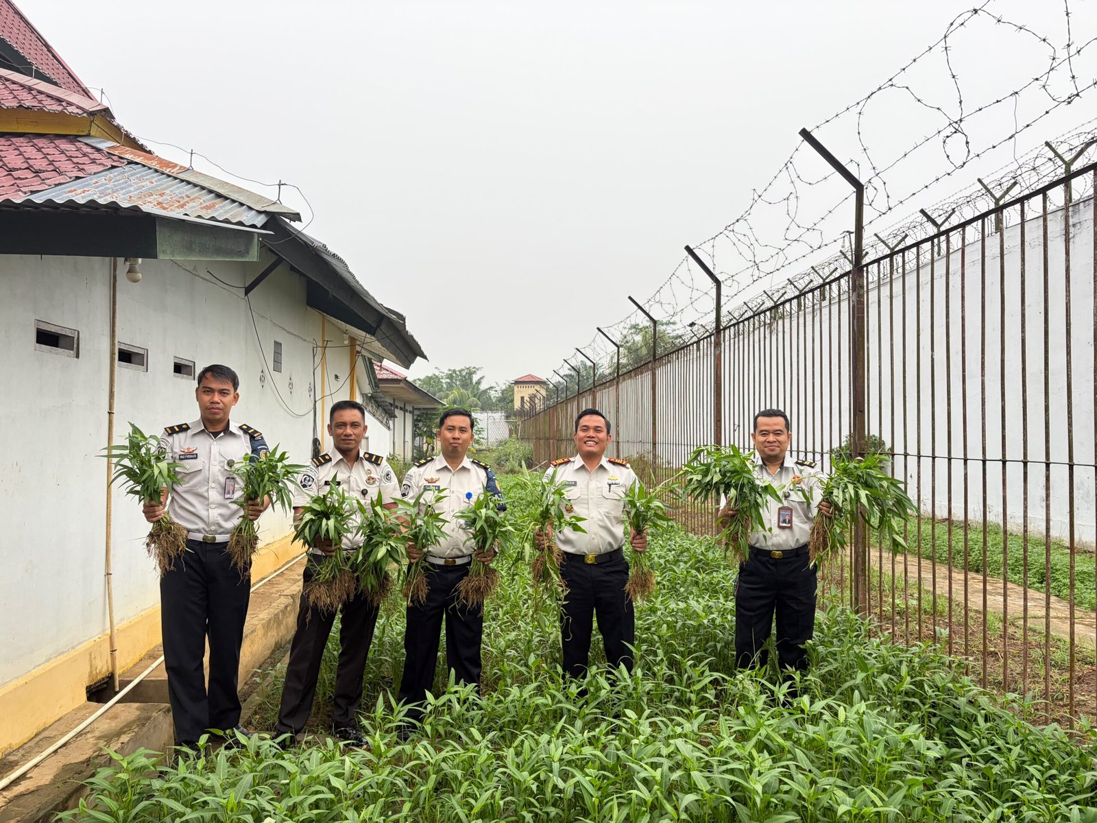 Kangkung budidaya Warga Binaan Rutan Sambas sedang dipanen.