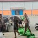 Kapolsek Sungai Pinyuh, AKP Agus Suryana mendampingi penyaluran jagung kelompok tani binaan mereka ke Bulog.
