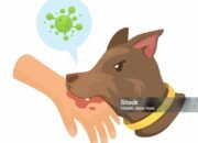 Dinas PPKH Sambas Rutin Gelar Vaksinasi Rabies untuk Hewan Penular